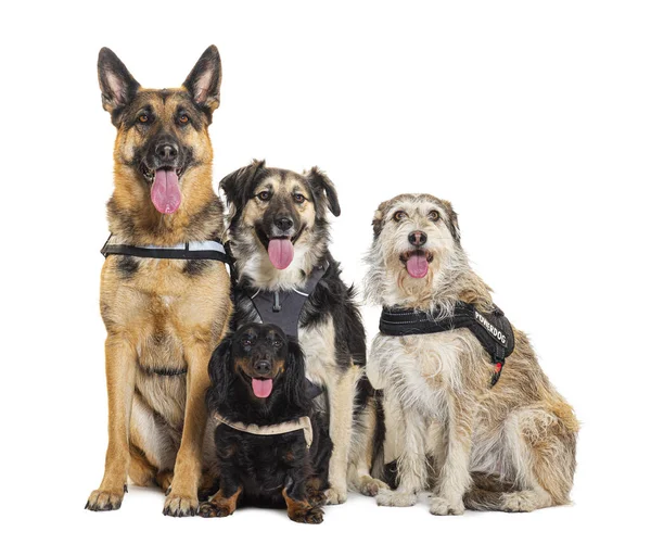 Grupp Hundar Sitter Tillsammans Isolerade Vitt — Stockfoto