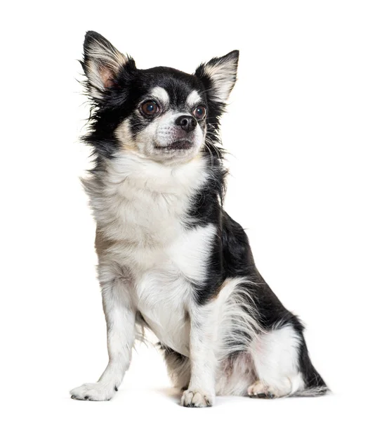 Schwarz Weißer Chihuahua Hund Sitzend Isoliert Auf Weiss — Stockfoto