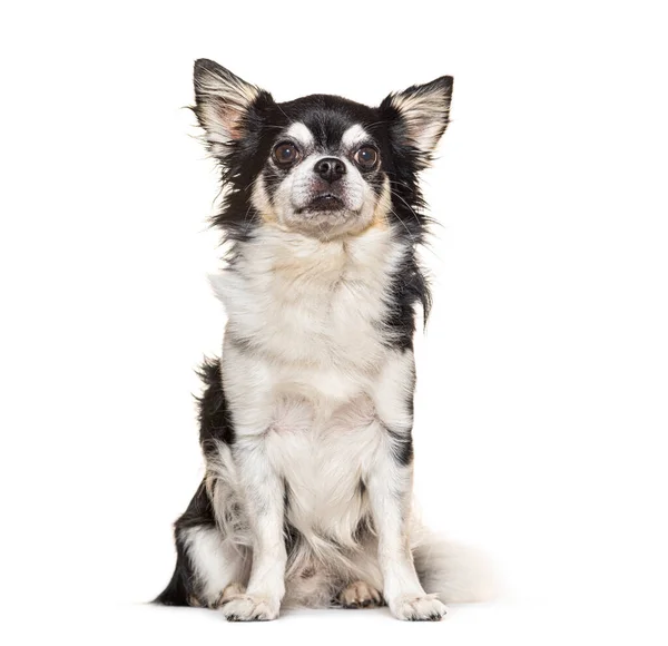 Zwart Wit Chihuahua Hond Zittend Geïsoleerd Wit — Stockfoto