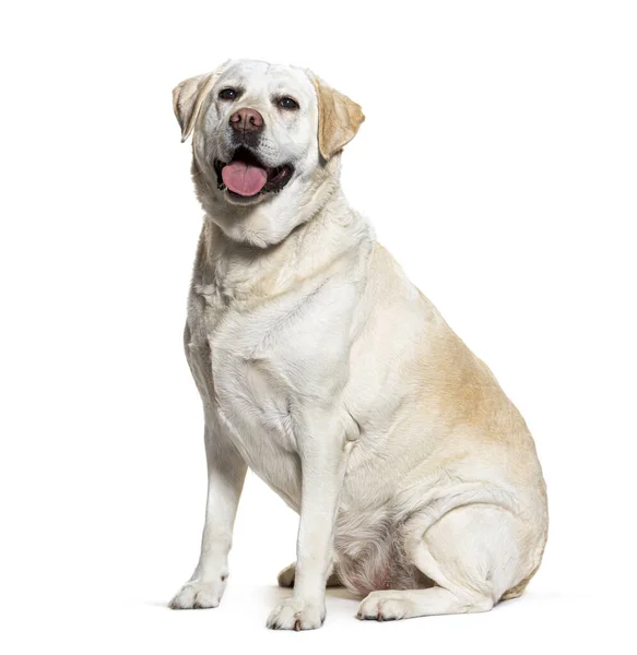 Kövér Labrador Retriever Lihegő Elszigetelt Fehér — Stock Fotó