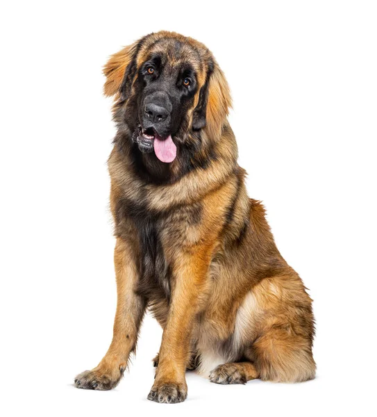 Porträtt Leonberger Hund Flämtande Isolerad Vitt — Stockfoto