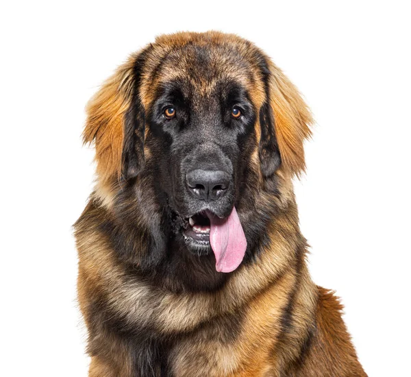 Porträtt Leonberger Hund Flämtande Isolerad Vitt — Stockfoto
