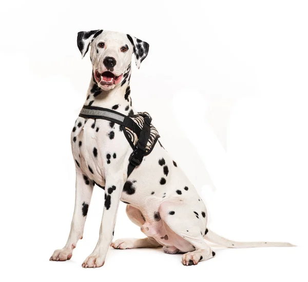 Dalmatian Dog Harness Isolated White — Stock Photo, Image