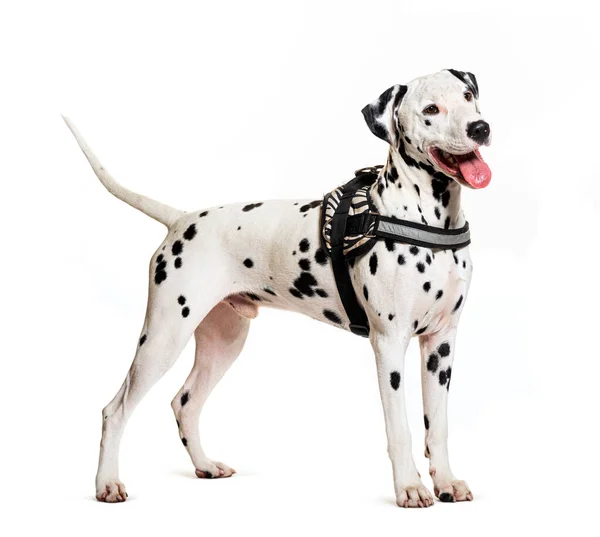 Dalmatian Dog Harness Isolated White — Stock Photo, Image