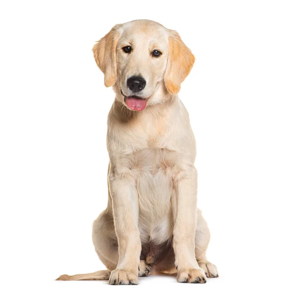 Cachorro Cuatro Meses Golden Retriever Sentado Jadeando Aislado Blanco —  Fotos de Stock