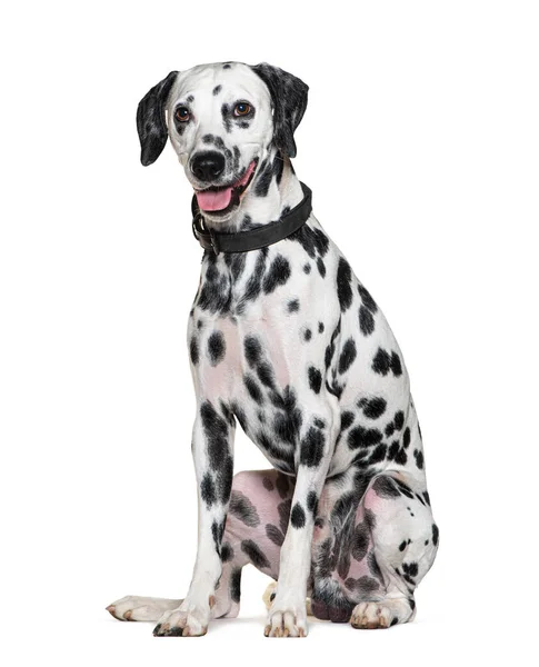 Dýchající Dalmatský Pes Obojkem Izolovaný Bílém — Stock fotografie