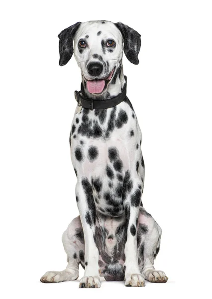 Flämtande Dalmatiska Hund Bär Krage Isolerad Vit — Stockfoto