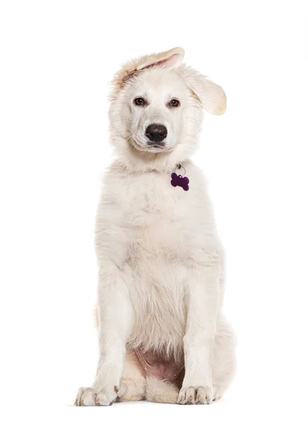 Blanco Crossbreed Perro Con Collar Con Una Medalla Aislado Blanco — Foto de Stock