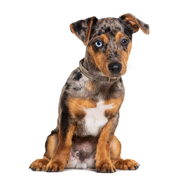 Hat Hónapos Vörös Merle Furcsa Szemű Kiskutya Jack Russell Terrier — Stock Fotó