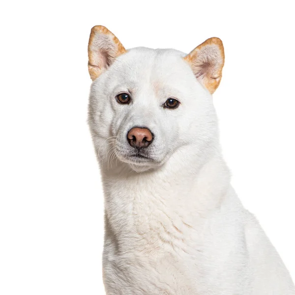 Bílé Shiba Inu Izolované Bílém — Stock fotografie