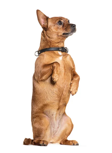 Crossbreed Dog Its Hind Legs Wearing Black Collar Isolated White — Stock Photo, Image