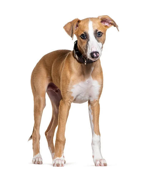 Jonge Whippet Hond Geïsoleerd Wit — Stockfoto