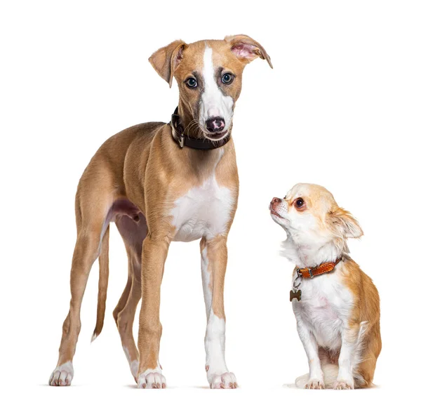 Young Whippet Dog Chihuahua Looking Together Isolated White — Stock Photo, Image