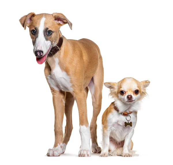年轻的惠普狗和吉娃娃肩并肩地走在一起 被白色隔离着 — 图库照片