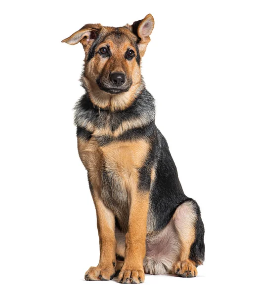 Four Months Old Puppy German Shepherd Wearing Collar Isolated White — Stock Photo, Image