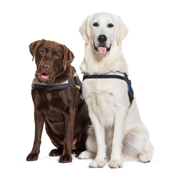 Labrador Golden Retriever Sitting Together Both Wearing Harness Isolated White — Stock Photo, Image