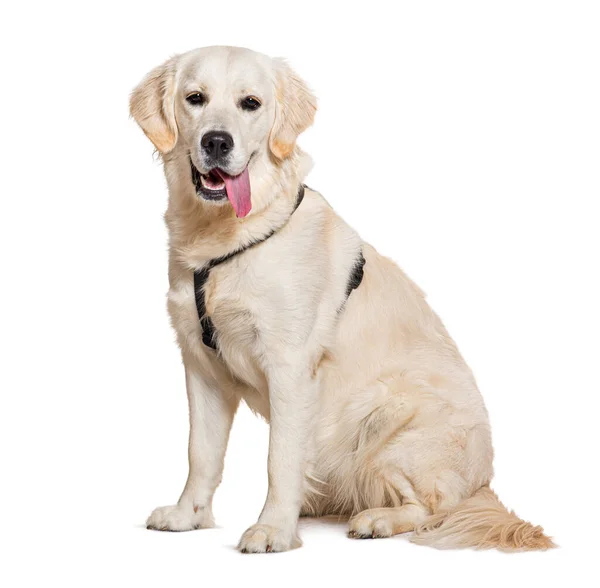 Golden Retriever Panting Wearing Harness Isolated White — Stock Photo, Image