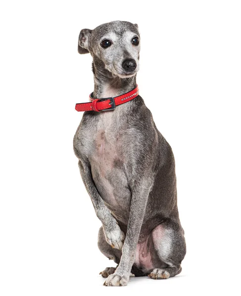 Gammal Italiensk Greyhound Med Röd Krage Isolerad Vit — Stockfoto