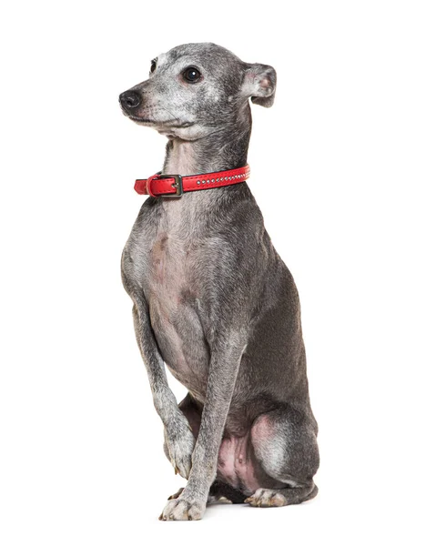 Velho Greyhound Italiano Com Gola Vermelha Isolado Branco — Fotografia de Stock
