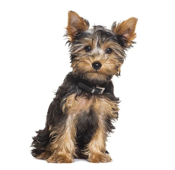 Three Months Old Puppy Yorkshire Terrier Sitting Black Collar — Stock Photo, Image
