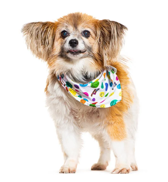 Shaggy Chiuahua犬の楽しそうな色のスカーフを着て 白に隔離された — ストック写真