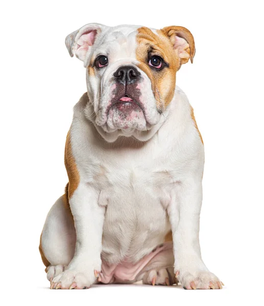 Czteromiesięczny Szczeniak English Bulldog Siedzi Stoi Przed Kamerą Odizolowany Biało — Zdjęcie stockowe