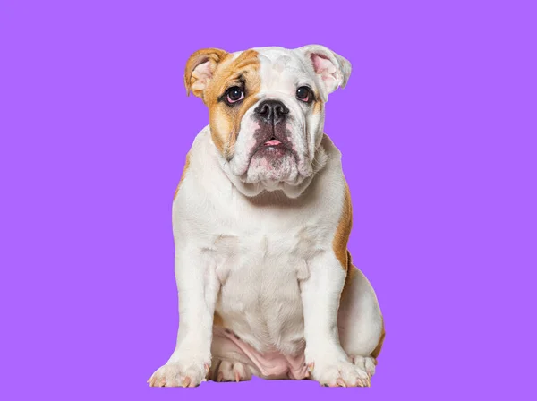 Four Months Old Puppy English Bulldog Sitting Facing Camera Isolated — Stock Photo, Image