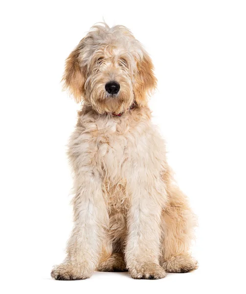 Gekritzelter Hund Mischling Zwischen Golden Retriever Und Pudel Isoliert Auf — Stockfoto