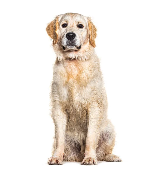 Retrato Molhado Golden Retriever Vestindo Cão Colarinho Isolado Branco — Fotografia de Stock