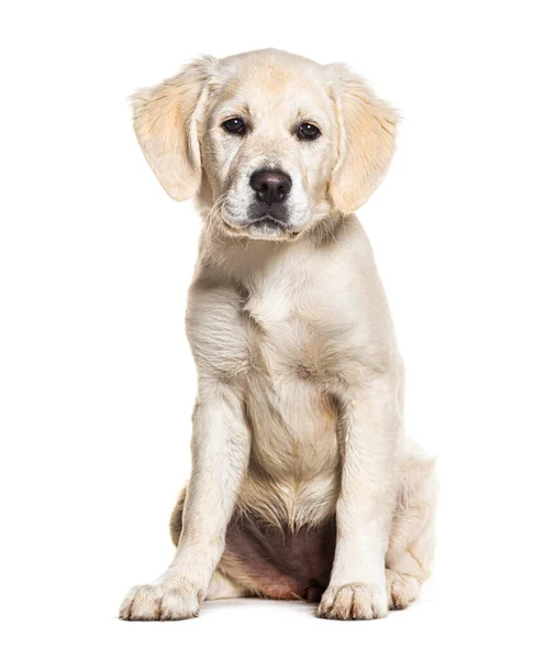 강아지 개월된 리트리버 흰색으로 고립된 — 스톡 사진
