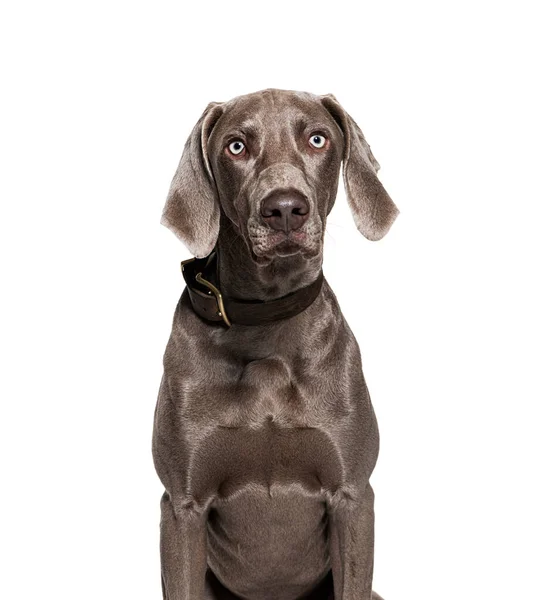 Weimaraner Hund Mit Halsband Isoliert Auf Weiß — Stockfoto