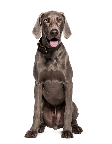 Weimaraner Hond Met Halsband Geïsoleerd Wit — Stockfoto