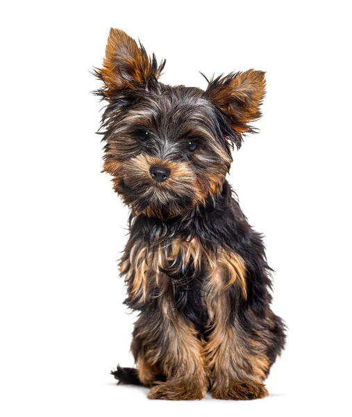 Three Year Old Puppy Yorkshire Terrier Dog Isolated White — Stock Photo, Image
