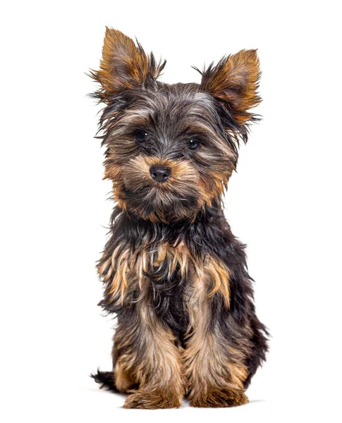 Three Year Old Puppy Yorkshire Terrier Dog Isolated White — Stock Photo, Image