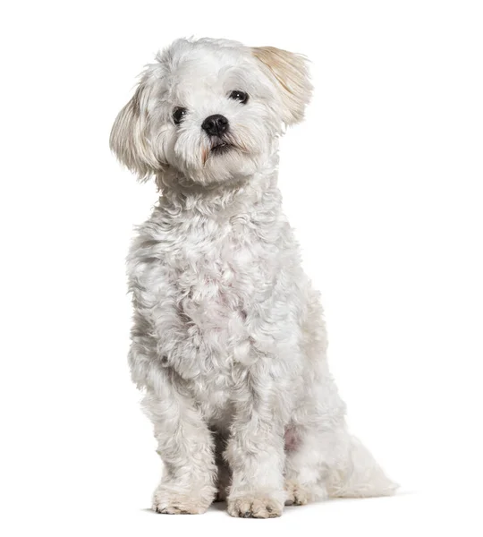 Maltese Hond Zittend Geïsoleerd Wit — Stockfoto