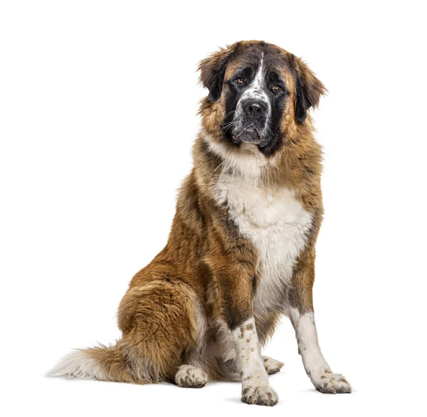 Saint Bernard Hund Sitter Isolerad Vitt — Stockfoto