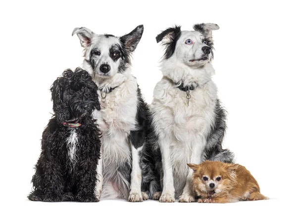 Quattro Cani Insieme Con Colletto Imbracatura Davanti Uno Sfondo Bianco — Foto Stock