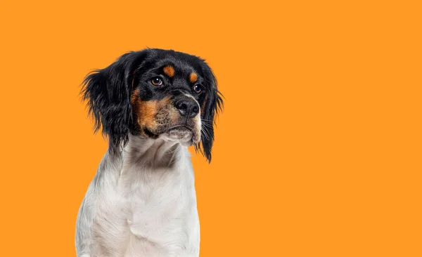 5ヶ月前のブルターニュ犬の頭をオレンジの背景に撃ち — ストック写真
