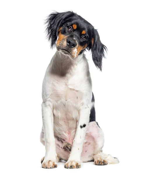 Пятимесячная Собака Бретани Изолированная Белом — стоковое фото