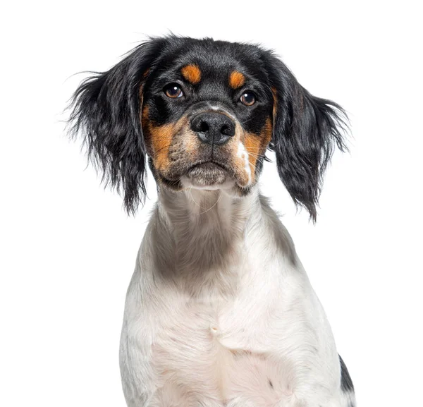 Hoofd Schot Van Een Vijf Maanden Oude Bretagne Hond Geïsoleerd — Stockfoto