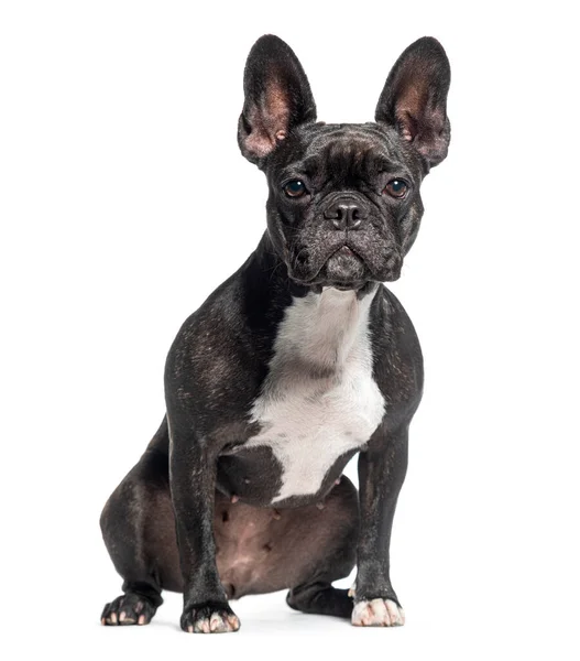 Schwarze Französische Bulldogge Isoliert Auf Weiß — Stockfoto