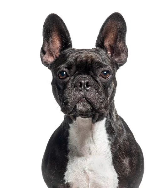 Kopfschuss Einer Schwarzen Französischen Bulldogge Isoliert Auf Weiß — Stockfoto