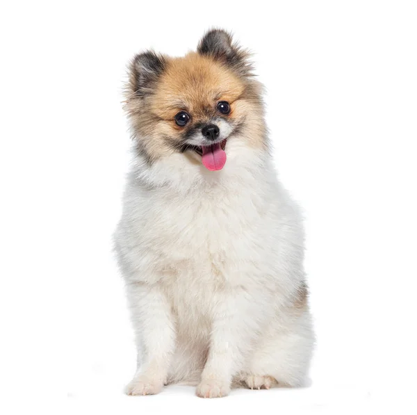 Genç Mutlu Pomeranya Köpeği Kameraya Bakarken Soluk Soluğa — Stok fotoğraf