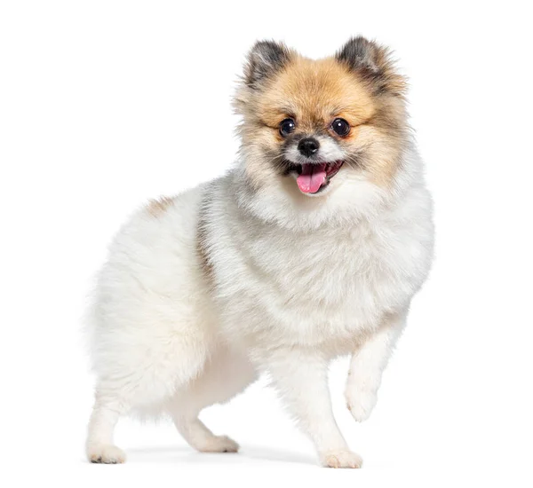 Standing Young Happy Pomeranian Dog Panting Looking Away Isolated White — Stock Photo, Image