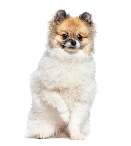 Young Pomeranian Dog Obedient Isolated White — Stock Photo, Image