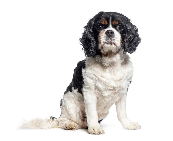 Sitting Cavalier King Charles Spaniel Looking Camera Isolated White — Stock Photo, Image