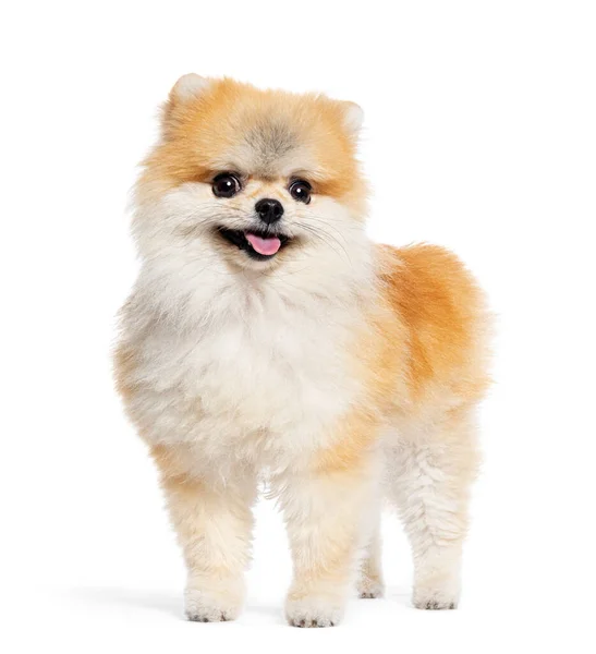 Stående Pommerska Hund Flämtande Isolerad Vit — Stockfoto