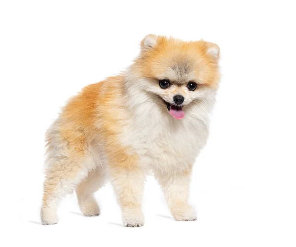 Staande Pommerse Hond Geïsoleerd Wit — Stockfoto