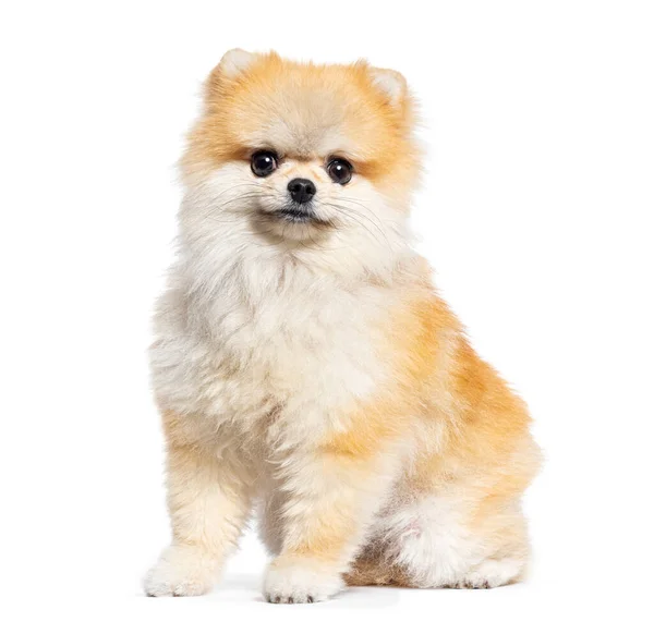 Cute Pomeranian Pies Patrząc Aparat Izolowany Białym — Zdjęcie stockowe