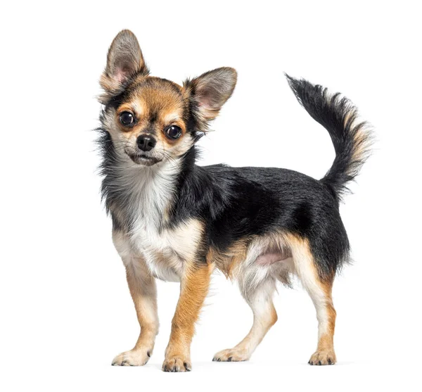 Sidovy Över Chihuahua Hund Tittar Kameran — Stockfoto